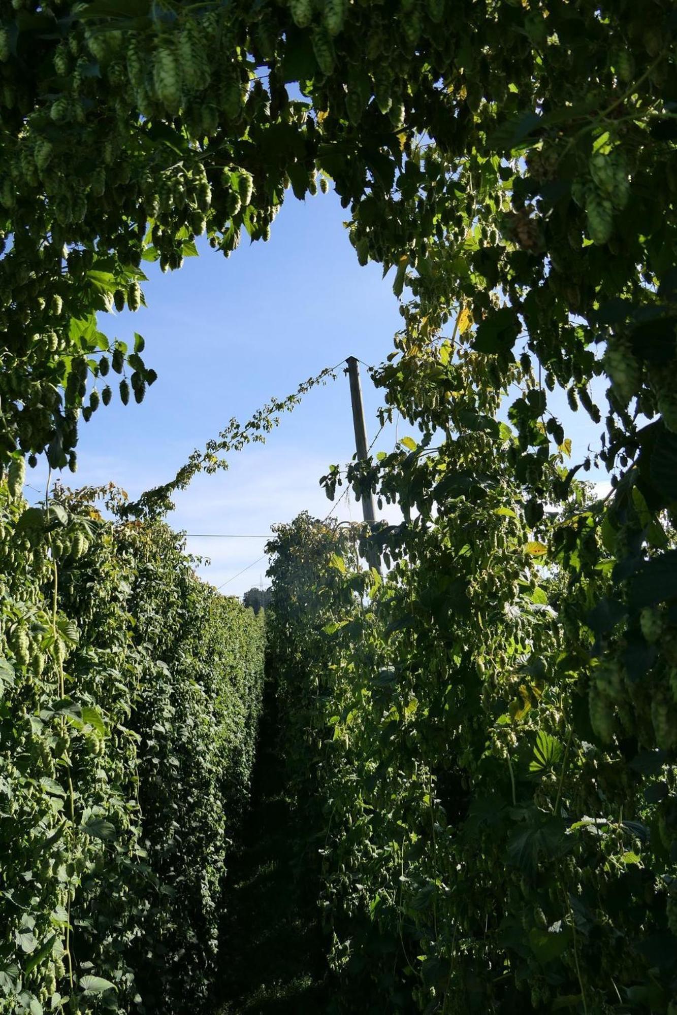 Ferienhof Hopfgaertle Mueller Bodnegg Екстериор снимка